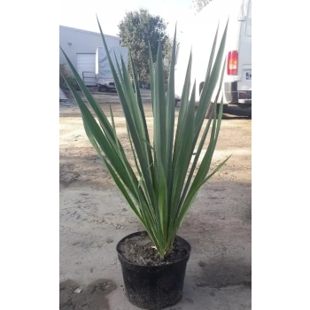 YUCCA JUKA PALMA DUŻA ROŚLINA Z POLSKIEJ PRODUKCJI 80 / 100 cm